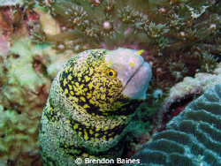 Rare Snowflake Moray eel in the mussamdam by Brendon Baines 